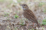 Sabota Lark (Mirafra sabota)