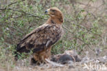 Savannearend (Aquila rapax)