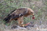 Savannearend (Aquila rapax)