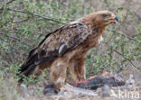 Savannearend (Aquila rapax)