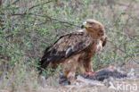 Savannearend (Aquila rapax)