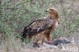 Savannearend (Aquila rapax)