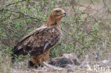 Savannearend (Aquila rapax)