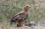 Savannearend (Aquila rapax)