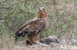 Savannearend (Aquila rapax)