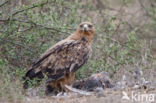 Savannearend (Aquila rapax)