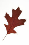 Scarlet oak (Quercus coccinea)