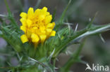 common goldenthistle (Scolymus hispanicus)