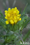 common goldenthistle (Scolymus hispanicus)