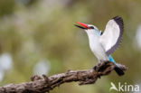 Woodland Kingfisher (Halcyon senegalensis)