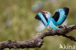 Woodland Kingfisher (Halcyon senegalensis)