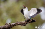 Woodland Kingfisher (Halcyon senegalensis)