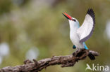 Senegalese Ijsvogel (Halcyon senegalensis)