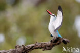 Woodland Kingfisher (Halcyon senegalensis)