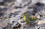 Eurasian Siskin (Carduelis spinus)