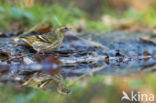 Eurasian Siskin (Carduelis spinus)