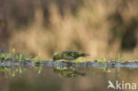 Eurasian Siskin (Carduelis spinus)