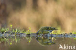 Eurasian Siskin (Carduelis spinus)