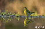 Eurasian Siskin (Carduelis spinus)