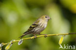 Eurasian Siskin (Carduelis spinus)