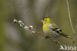 Eurasian Siskin (Carduelis spinus)