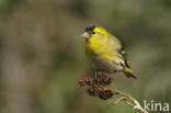 Eurasian Siskin (Carduelis spinus)