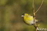 Eurasian Siskin (Carduelis spinus)