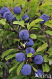 Sloe