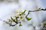 Sleedoorn (Prunus spinosa)