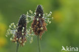 Smalle weegbree (Plantago lanceolata)