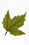 Mapleleaf viburnum (Viburnum acerifolium)