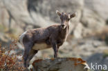 mountain goat (Oreamnos americanus)