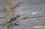 Sneeuwgors (Plectrophenax nivalis)