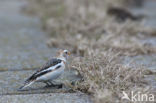 Snow Bunting (Plectrophenax nivalis)