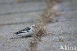 Snow Bunting (Plectrophenax nivalis)