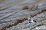 Snow Bunting (Plectrophenax nivalis)