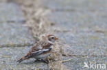 Snow Bunting (Plectrophenax nivalis)