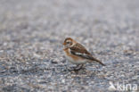 Snow Bunting (Plectrophenax nivalis)