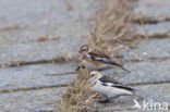 Snow Bunting (Plectrophenax nivalis)