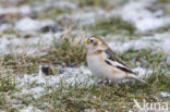 Snow Bunting (Plectrophenax nivalis)