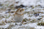 Snow Bunting (Plectrophenax nivalis)