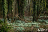 Snowdrop (Galanthus spec.)