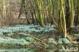 Snowdrop (Galanthus spec.)