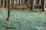 Sneeuwklokje (Galanthus spec.)