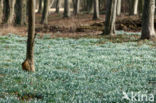 Snowdrop (Galanthus spec.)