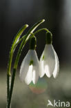 Snowdrop (Galanthus spec.)