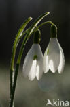 Sneeuwklokje (Galanthus spec.)