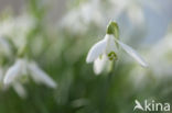 Snowdrop (Galanthus spec.)