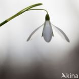 Snowdrop (Galanthus spec.)