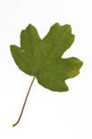 Field Maple (Acer campestre)